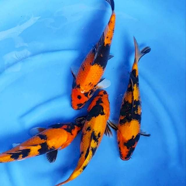 2. Hi Showa 4 Ekor || 32-35 cm