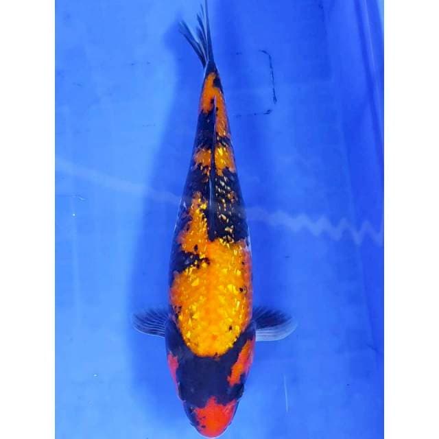 4. Hi Showa Ginrin || 29 cm