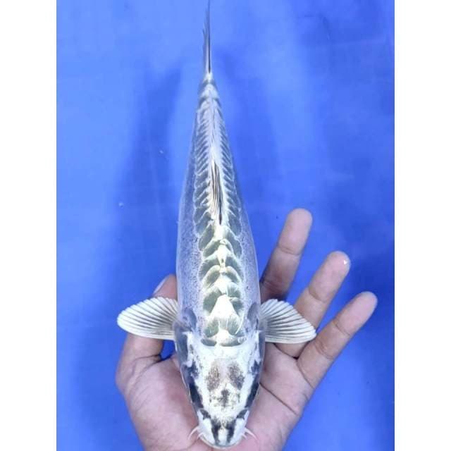 6. Mukasi Doitsu Mantap || 29 cm