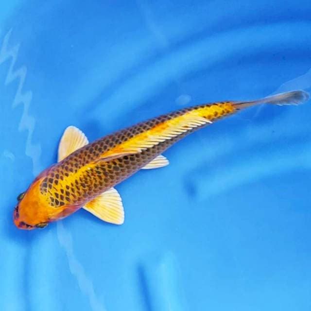 8. Kin Matsuba Jaring Bagus || 36 cm || Jantan
