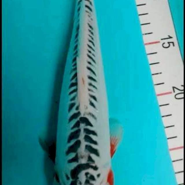 Hanasusui 28 cm