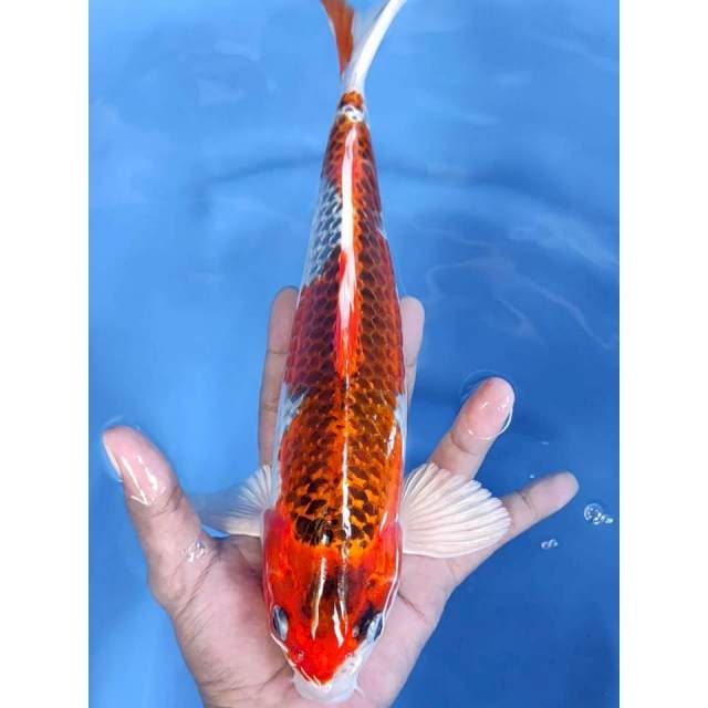 9. Kujaku Mantap || 30 cm || Jantan
