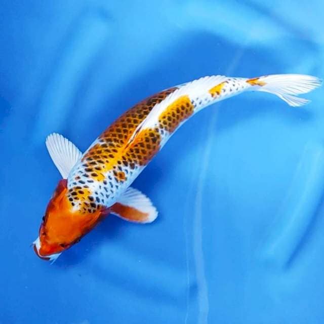 10. Kujaku Bodi Bagus || 34 cm