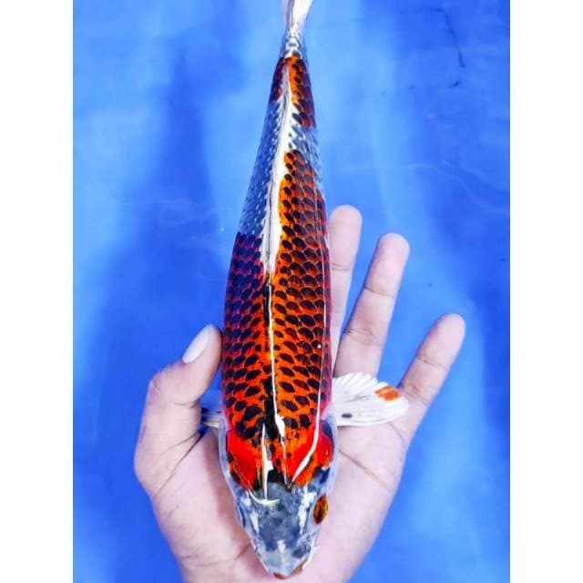 11. Beni Gingga HQ || 30 cm || Jantan