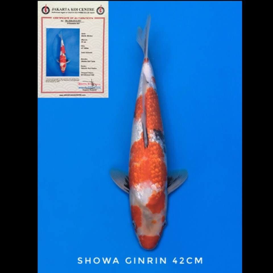 showa ginrin ogata 42cm