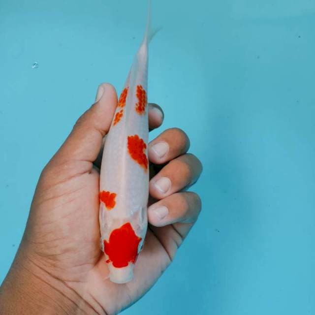 Kohaku20cm