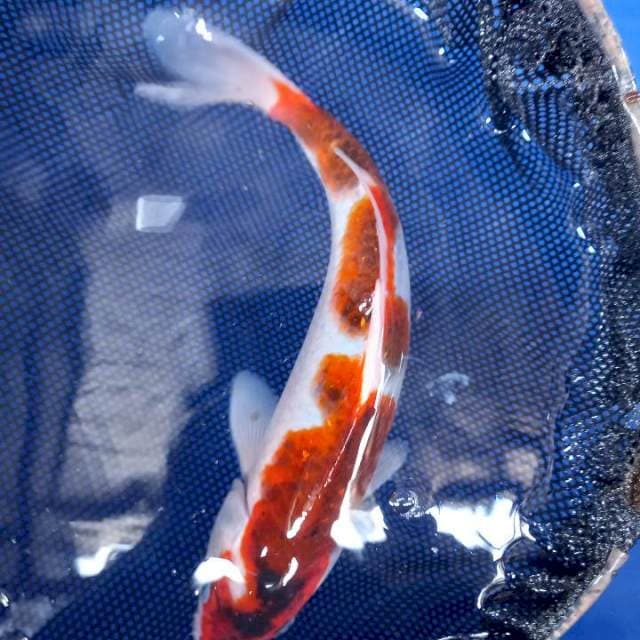 Goromo inazuma 27cm