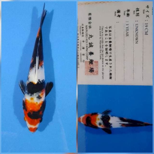 Showa marusei
