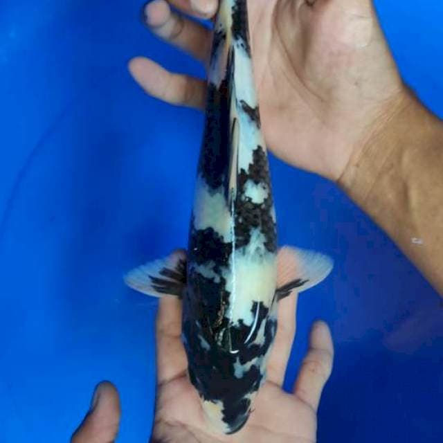 Shiro hitam pekat 28cm