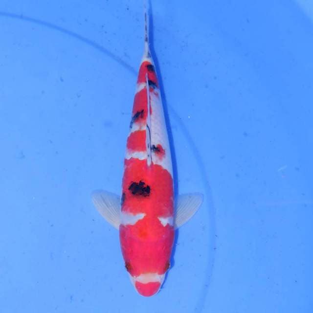KOIDESU SANKE