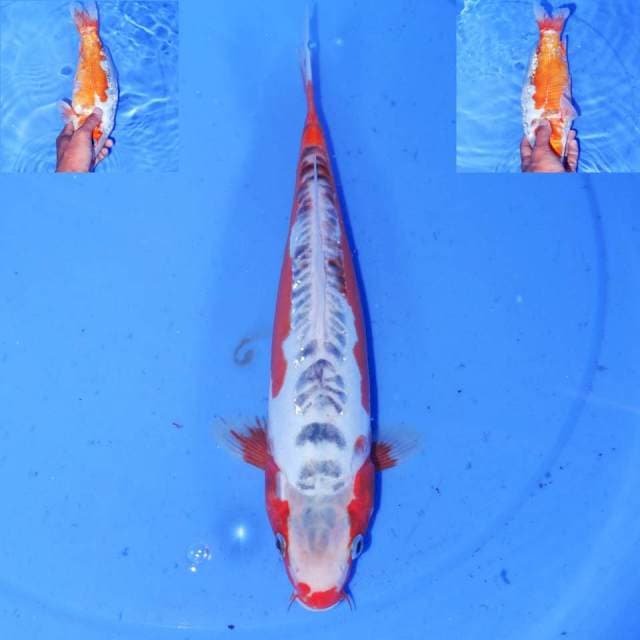 HANA SHUSUI MANTAP 31cm