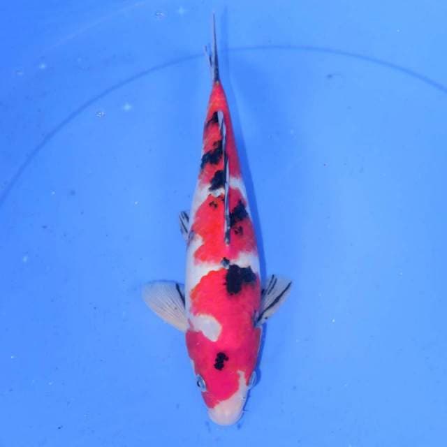 KOHINSHITSU SANKE