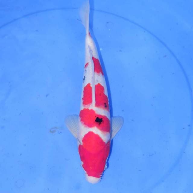 YONDAN SANKE 33cm