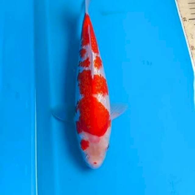 Ginrin Kohaku 27cm