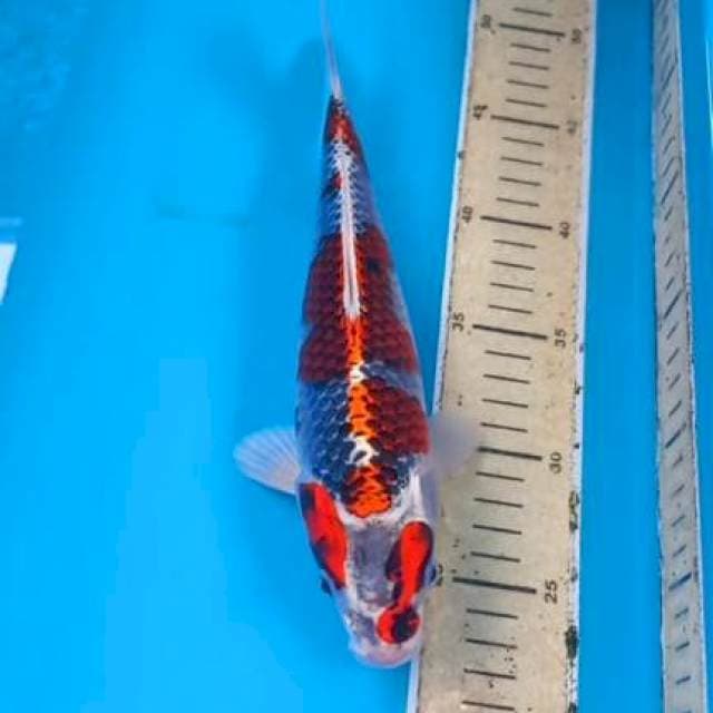 Budo Goshiki 26cm