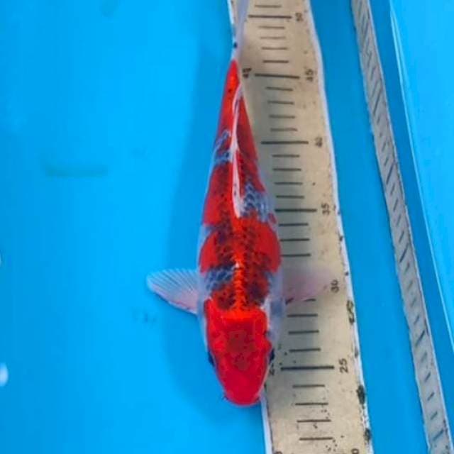 Goshiki 25cm