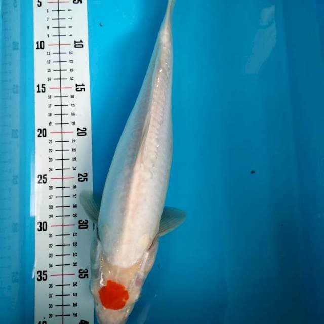 Tancho Kohaku Doitsu