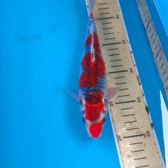 Goshiki 24cm