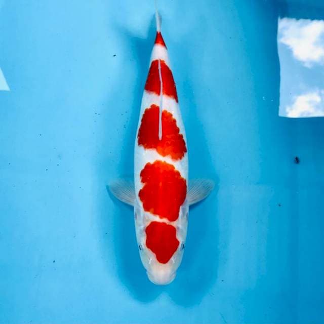 Kohaku, 30 cm