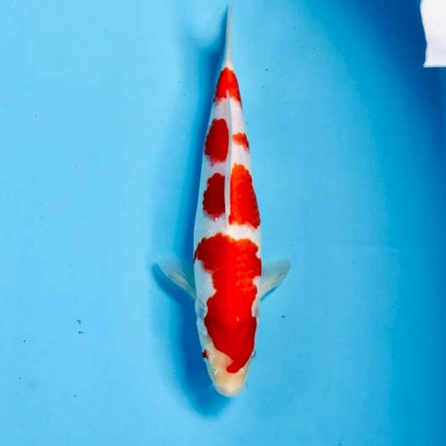 Kohaku, male 25 cm