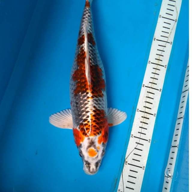 KUJAKU 38 cm