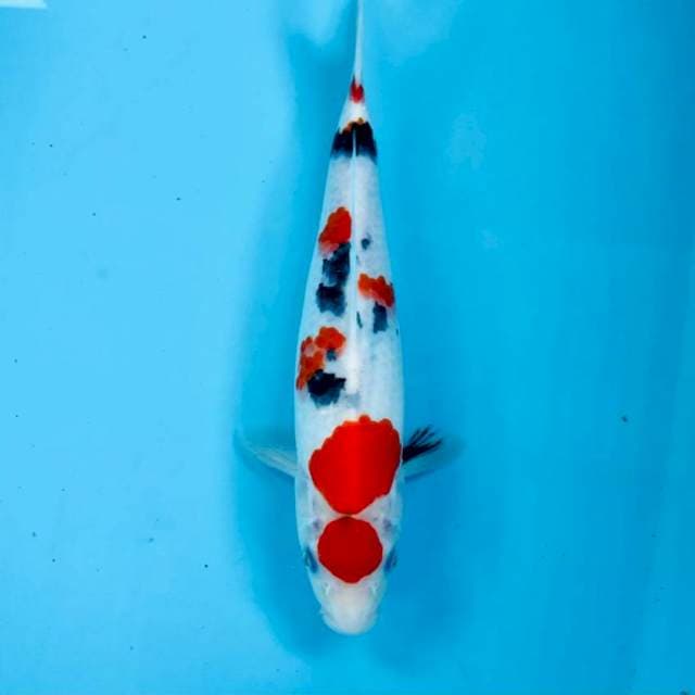 Maruten Sanke, 27 cm