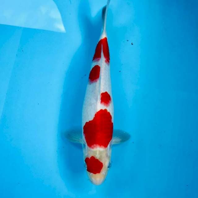 Ai Goromo, male 29 cm