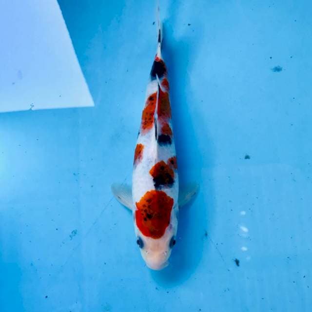 Rare Koromo Sanke, 22 cm