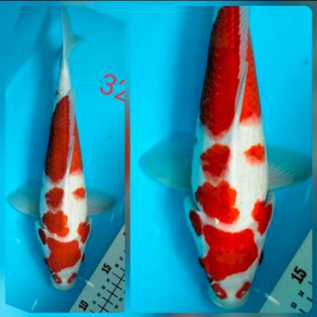 Kohaku 32cm