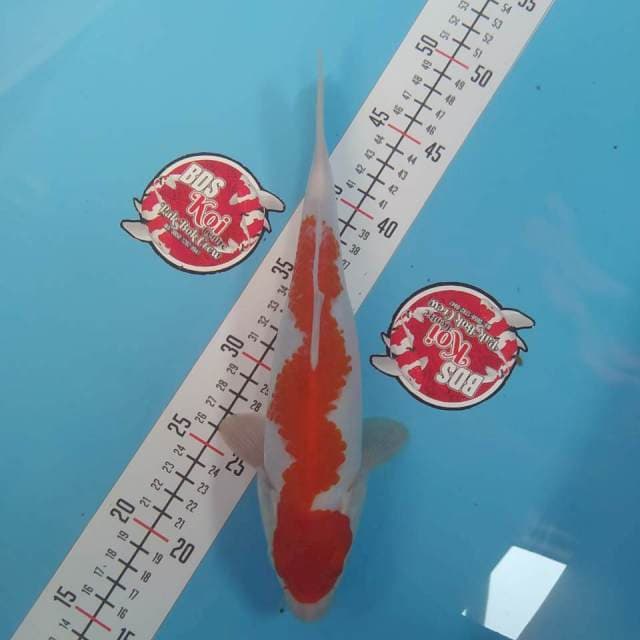 Kohaku Inazuma 28cm