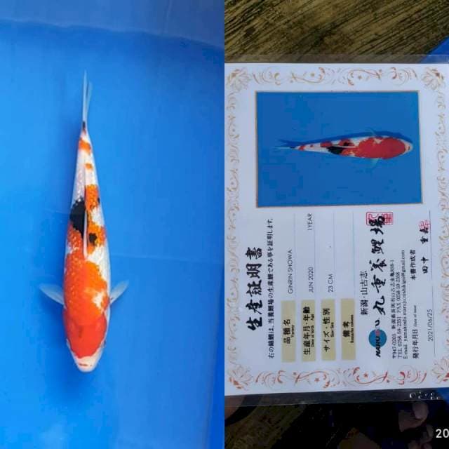 Gr Showa Marujyu 27cm A