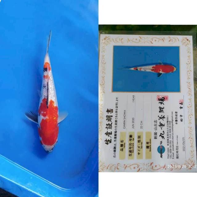 Gr Showa Marujyu 27cm B
