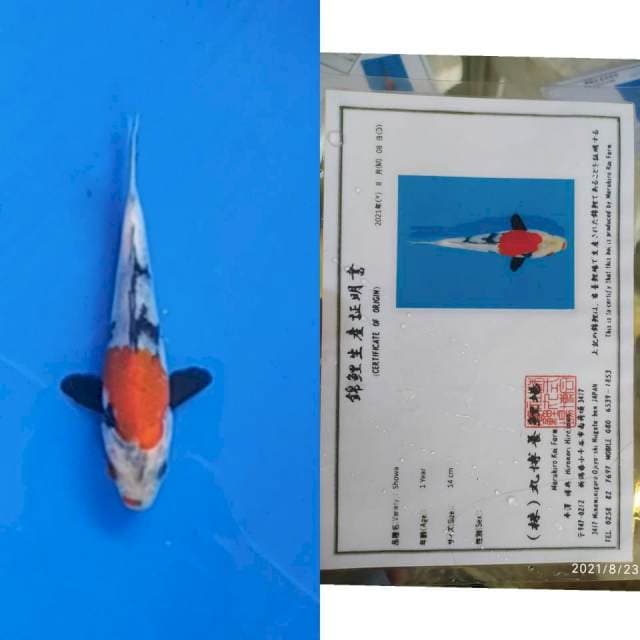 Showa Maruhiro 20bu
