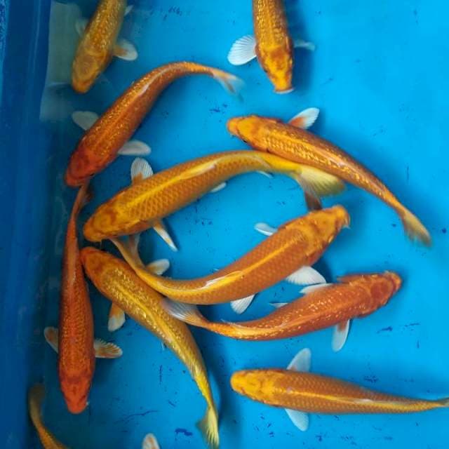 OGON GINRIN 20-25cm