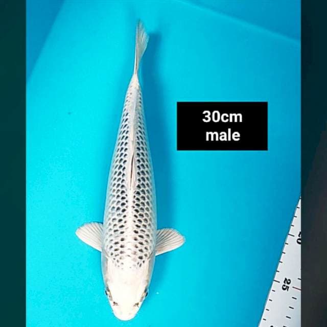Gin matsuba ring jos 30cm jantan