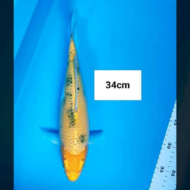 Ki bekko 34cm