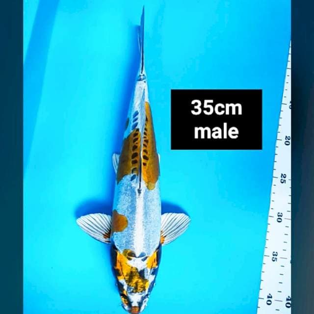 Kin kiko strong 35cm male