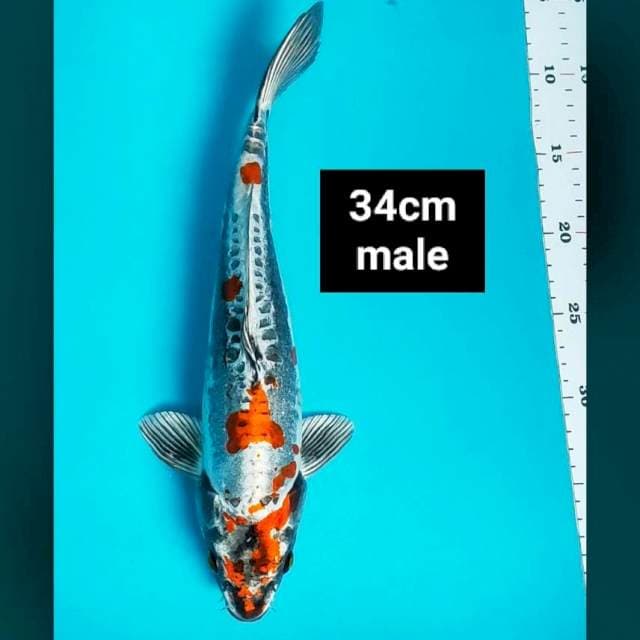 Beni kiko strong 34cm male