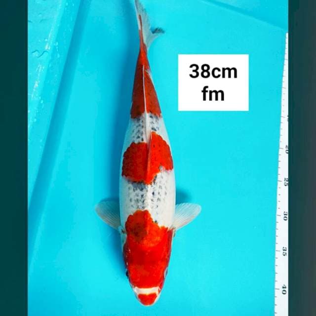 Goshiki step strong 38cm
