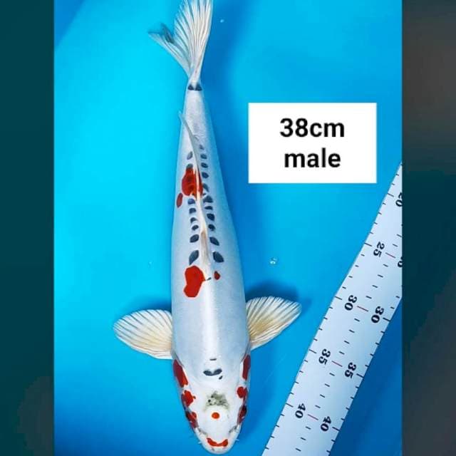 Beni kiko 38cm male body jos