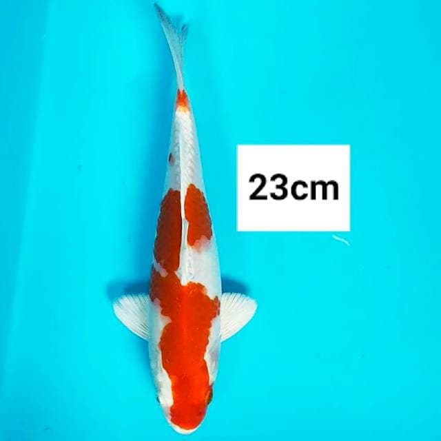 Kohaku hikari strong 23cm male