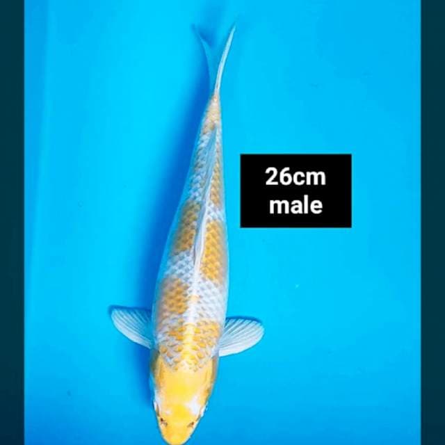 Hariwake strong 25cm male