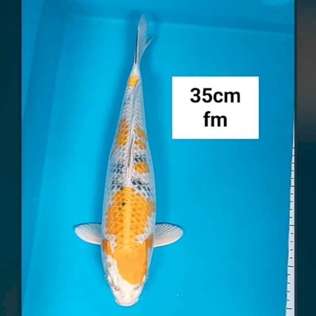 Kin showa 35cm