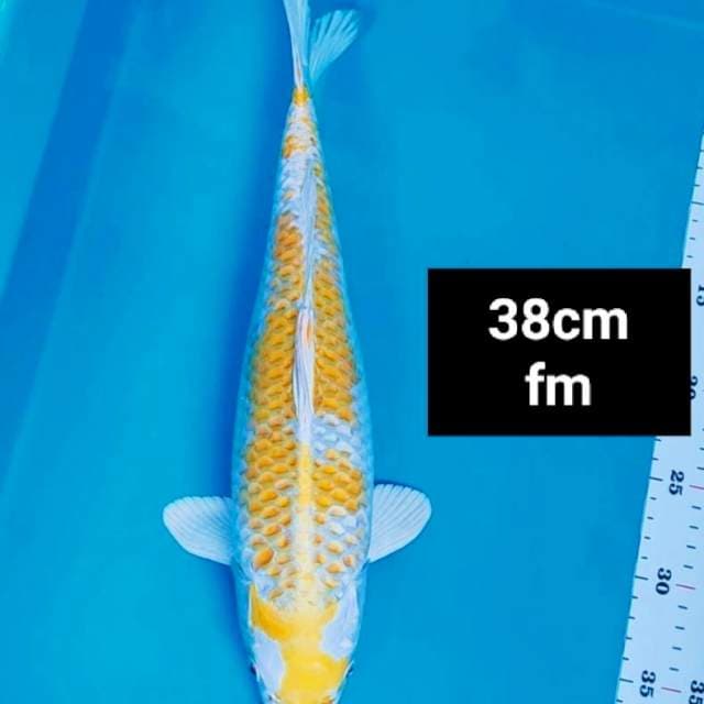 Hariwake strong 38cm