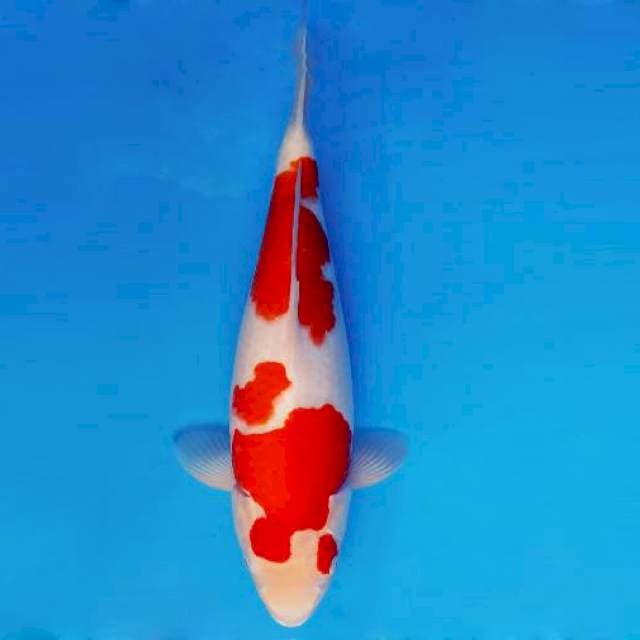 IZUMO TAISHA 2 ~ KOHAKU BODY MERCY ™