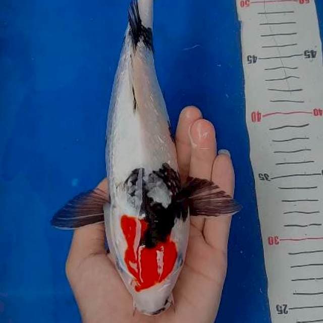 Tanco showa ginrin 28cm
