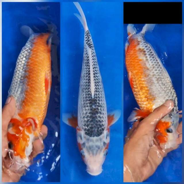 28cm Asagi Rapih