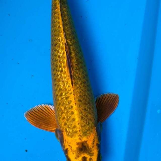 Gold ginrin mukashi