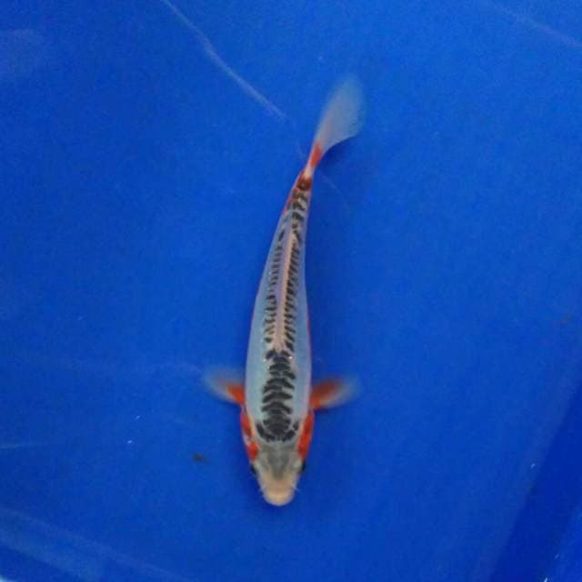 Susuka 22cm