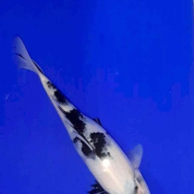 Showa shiro 25 cm